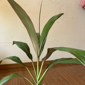 観葉植物,ドラセナ属,100均観葉植物,葉っぱ好き,コルジリネ☆の画像