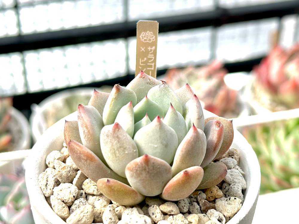 青緑と赤の多肉植物 中型*2 楽天市場】多肉植物 hmパキフィツム ばらまきキューティー