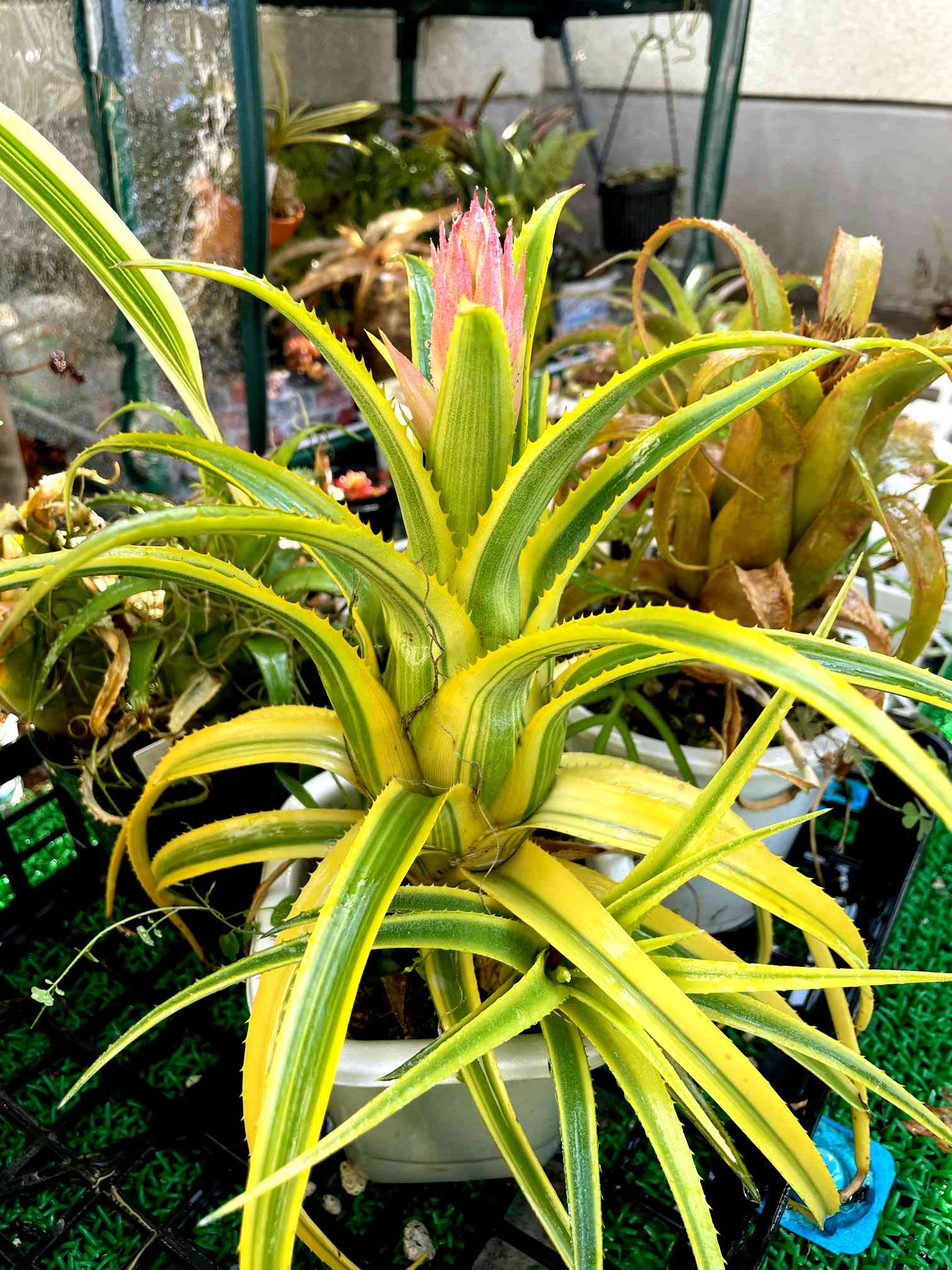 エクメア レクルバータ　アズテックゴールド 斑入り タンクブロメリア 子株 エクメア レクルバータ アズテックゴールド 斑入り タンク