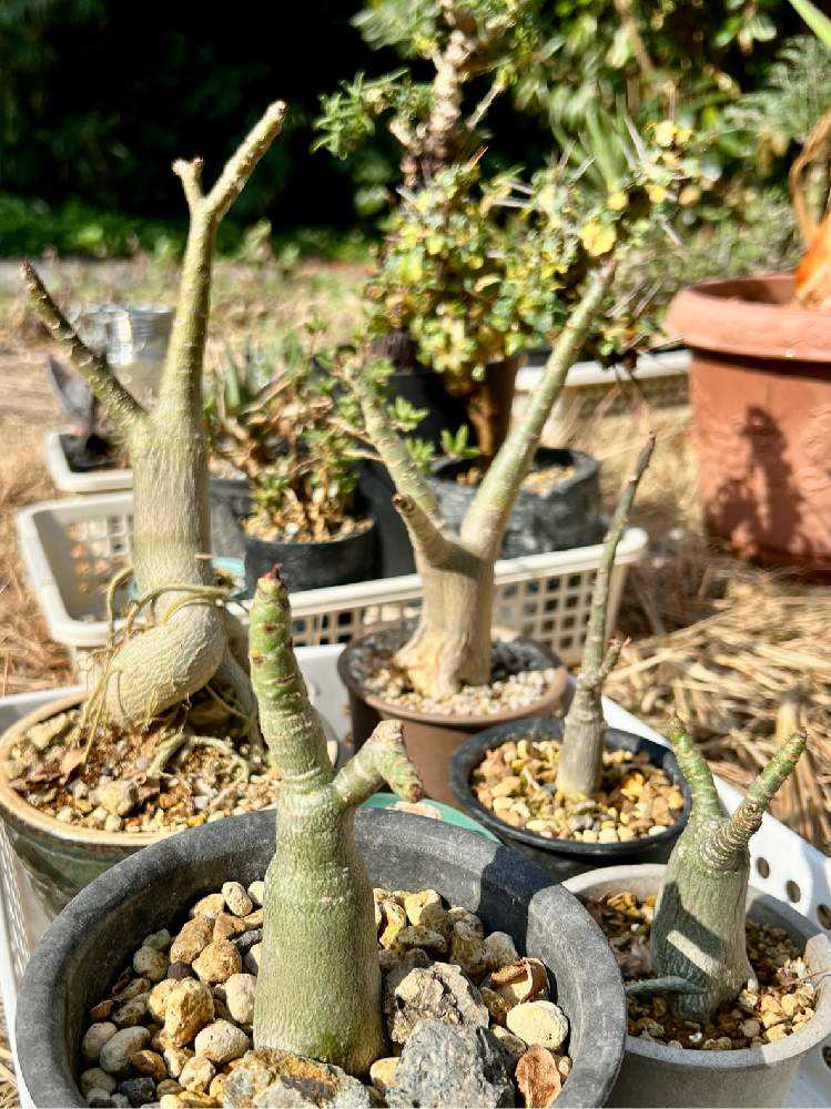 アデニウム アラビカム　盆栽仕立て　実生6年 アデニウム アラビカム 盆栽仕立て 実生6年 - メルカリ