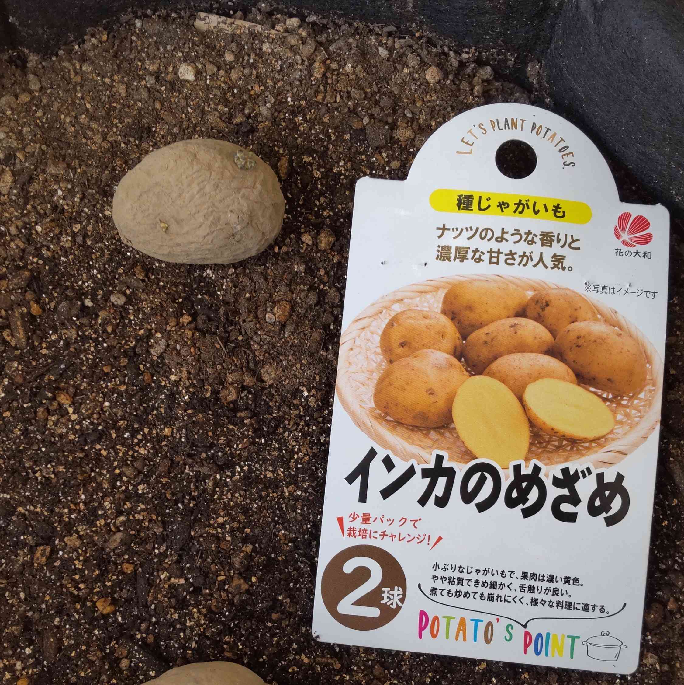完】ベランダで育てるジャガイモ(インカのめざめ・2023年春