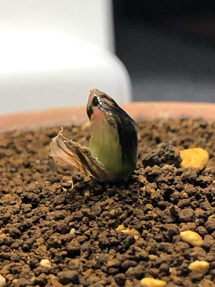 大窓ブラックオブツーサ錦の成長日記｜🍀GreenSnap（グリーンスナップ）