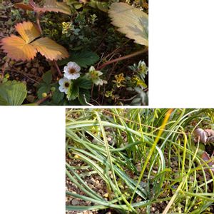 ムスカリ,ワイルドストロベリー アレキサンドリア,ハーブ,球根植物,ハーブを楽しむの画像