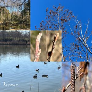 ハンノキ,落葉高木,カバノキ科ハンノキ属,柏の葉公園、,こんぶくろ池、の画像