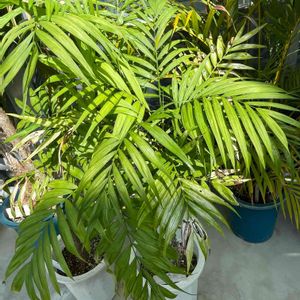 テーブルヤシ,温室,今日のお花,小石川植物園,お出かけ先の画像