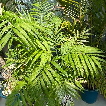 多肉植物,100均,DIY,簡易温室,GS映えの画像