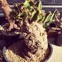 メストクレマ ツベローサム,多肉植物,塊根植物,珍奇植物の画像