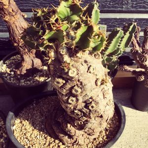 メストクレマ ツベローサム,多肉植物,塊根植物,珍奇植物の画像