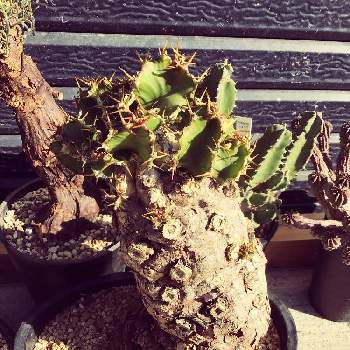 クラッスラ　ワインカップ,クラッスラ　ウンベラ,アドバイス下さい,ふしぎちゃん,うまくできるかな？の画像