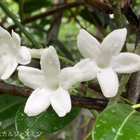 ジャスミン,マダガスカルジャスミン,温室,白い花,神代植物公園の画像