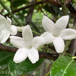 ジャスミン,マダガスカルジャスミン,温室,白い花,神代植物公園の画像