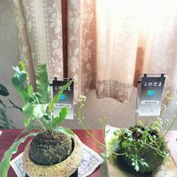 ポリシャス,フレボディウム,観葉植物,集まれ❗GSの森へ❗小花編,青森の画像