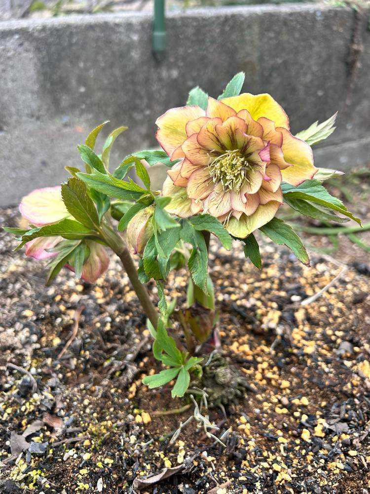 2023 うふふのクリスマスローズ記録|🍀GreenSnap(グリーン 2023 うふふのクリスマスローズ記録|🍀GreenSnap(グリーン