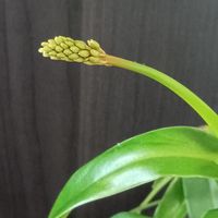 ウツボカズラ,食虫植物,うつぼかずら,食虫植物のある暮らし,食虫植物・ウツボカズラの画像