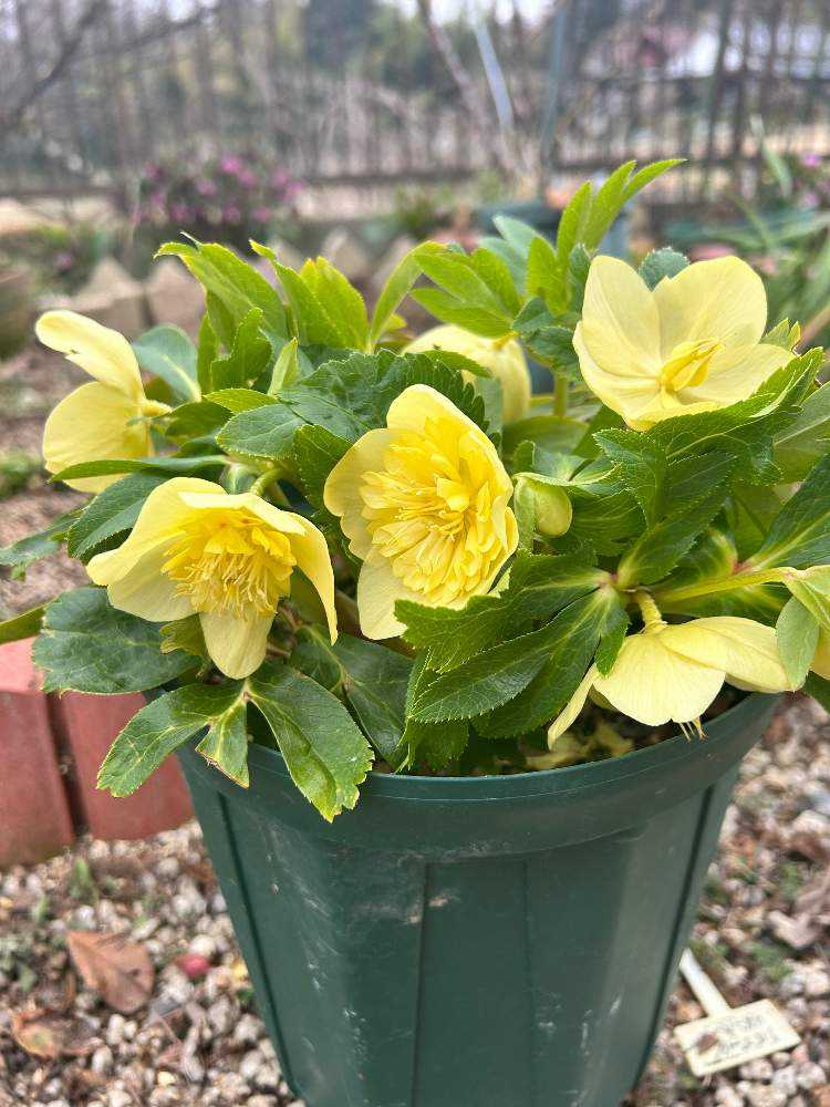 カン様専用 クリスマスローズ 株分け SSブラウニー 【公式通販】