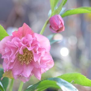 クリスマスローズ,クリスマスローズ,鉢植え,花のある暮らし,冬の庭の画像