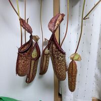 ウツボカズラ,ネペンテス・ミランダ,怪しい,食虫植物,ネペンテス属の画像