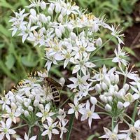 ニラ,今日のお花,小石川植物園,お出かけ先の画像