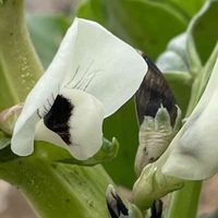 ソラマメ,花壇,ガーデニング,山野草,マメ科の画像