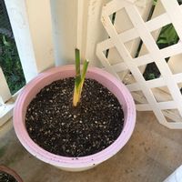ケンチャヤシ,小さな庭の画像