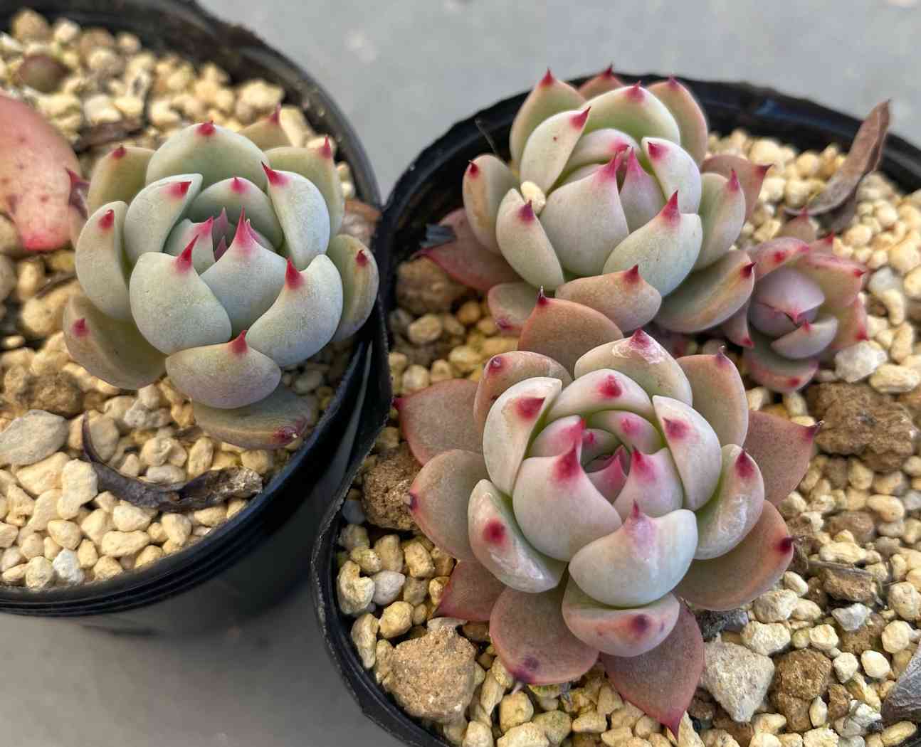 シモヤマコロラータの一覧｜🍀GreenSnap（グリーンスナップ）