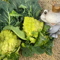 ロマネスコの画像