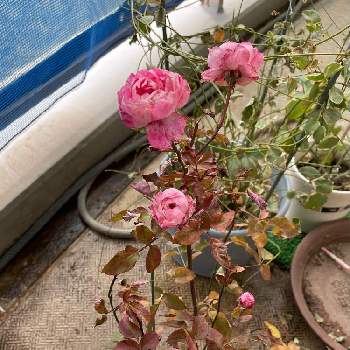 バラ,鉢の名前は「みころびん」,バラの挿し木2021,ピンク色のバラ,強風に負けるな！の画像