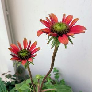 エキナセア,成長記録 エキナセア,おうち園芸,玄関の画像