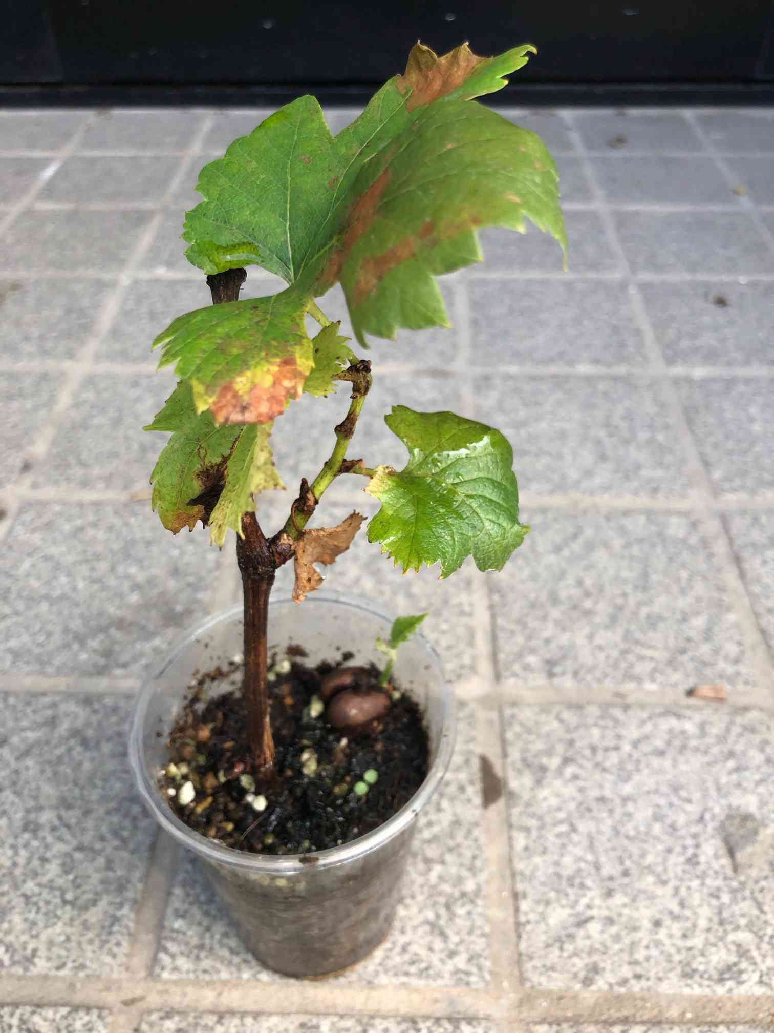 挿し木苗ができるまで｜🍀GreenSnap（グリーンスナップ）