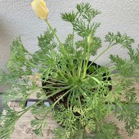 ハナビシソウの画像