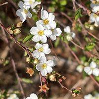 ユキヤナギ,花壇,ガーデニング,庭木,山野草の画像