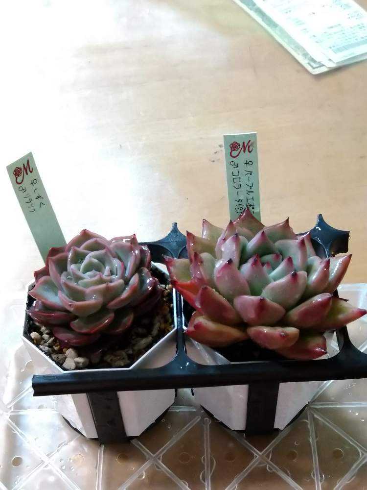 1678195456472_thum_47755_20230