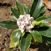 挿し木,ピンク色のお花,沈丁花♡,医療従事者に感謝,お花のボランティア(高齢者施設)の画像