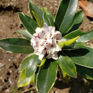 挿し木,ピンク色のお花,沈丁花♡,医療従事者に感謝,お花のボランティア(高齢者施設)の画像