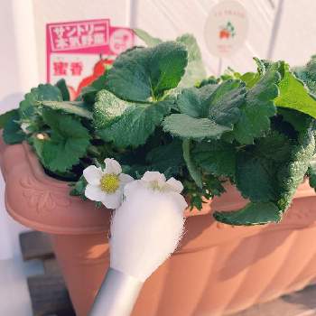 イチゴ 蜜香,子どもと楽しむガーデニング,家庭菜園,サントリー本気野菜,いちご栽培の画像