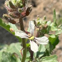 ルッコラ,ハーブ,花壇,ガーデニング,山野草の画像