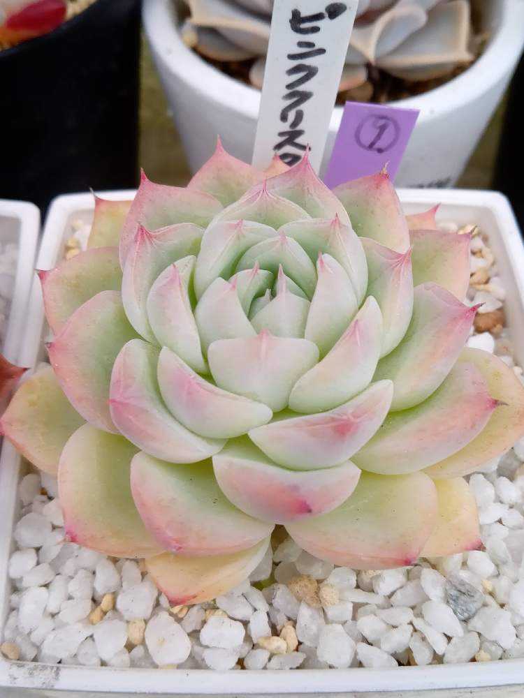 多肉植物 クリスタルローズ クリスタルローズ – 多肉植物の通販・販売サイト tawawa