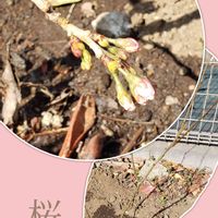 挿し木,ピンク,さくら 桜 サクラ,ピンク色のお花,さくらの画像