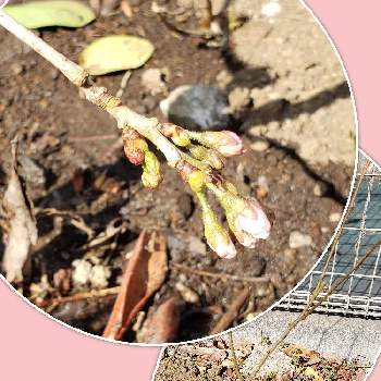 挿し木,ピンク,さくら 桜 サクラ,ピンク色のお花,さくらの画像