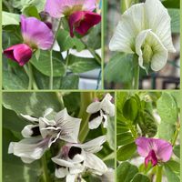 スナップエンドウ,カラスノエンドウ,ヤハズエンドウ,ソラマメ,サヤエンドウの画像