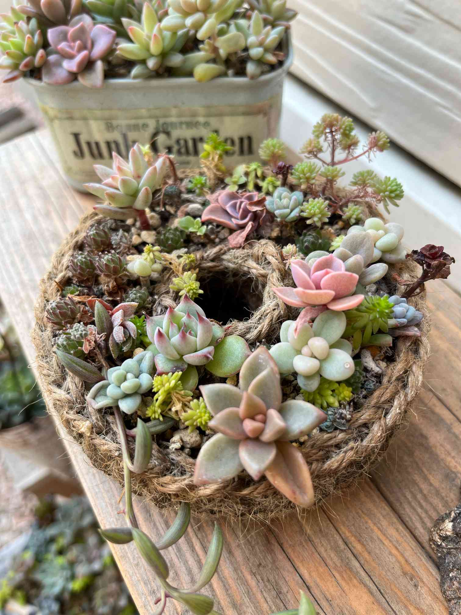 ワイヤーカゴ◆多肉寄せ植え 多肉植物の寄せ植え｜園芸日記byeikoai｜みんなの趣味の園芸｜117001