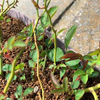 レイニーブルー,植物のある生活,おうち園芸,バラ 鉢植え,お花いろいろ♡の画像