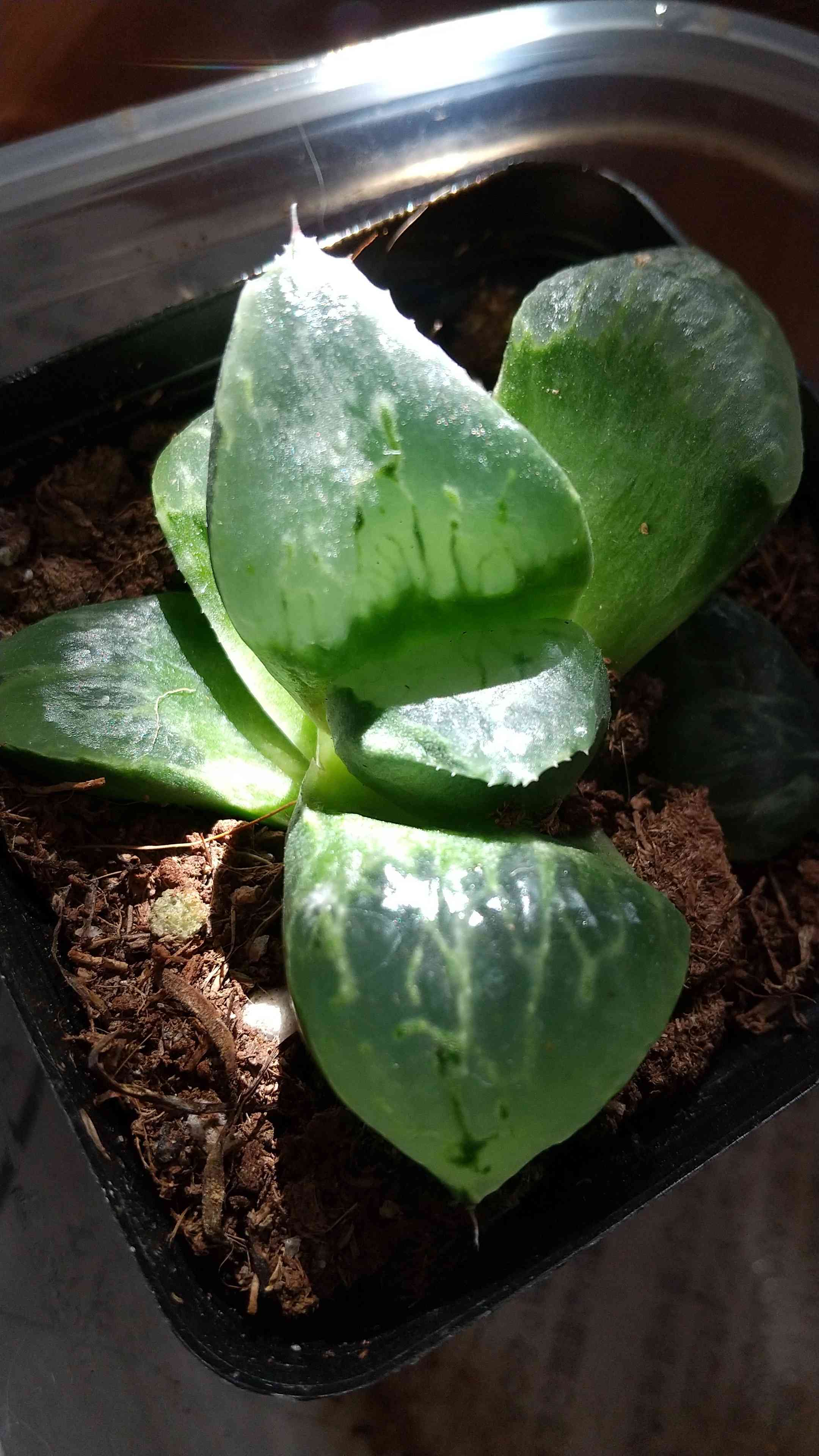 ハオルチア 酒呑童子の一覧|🍀GreenSnap(グリーンスナップ) ハオルチア 酒呑童子の一覧|🍀GreenSnap(グリーンスナップ)