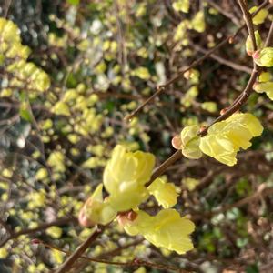 ヒュウガミズキ,可愛い,癒される,植栽,ヒューガミズキの花の画像