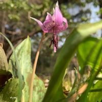 カタクリ,山野草,花散歩,都会のオアシス,癒しの時間の画像