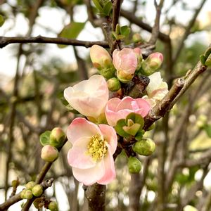 ボケ,公園,植栽,バラ科,木の花の画像