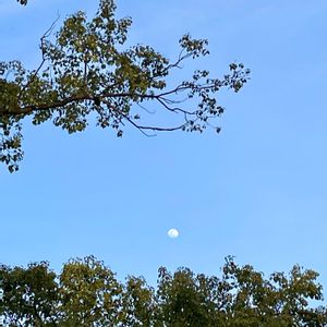 何かの木,公園,植栽,空を見上げて,木曜日の木々たちの画像