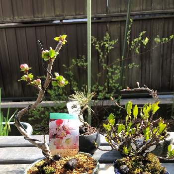 木瓜(ボケ),クチナシ,盆栽,小さな庭の画像