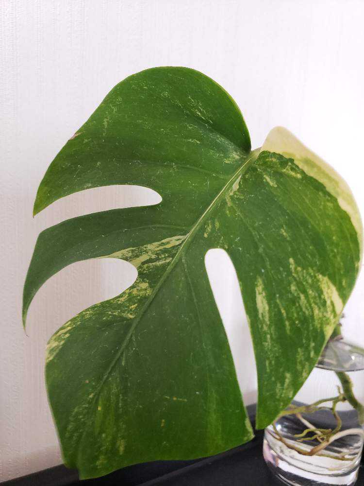 モンステラ ボルシギアナ オーレア🌱｜🍀GreenSnap（グリーン