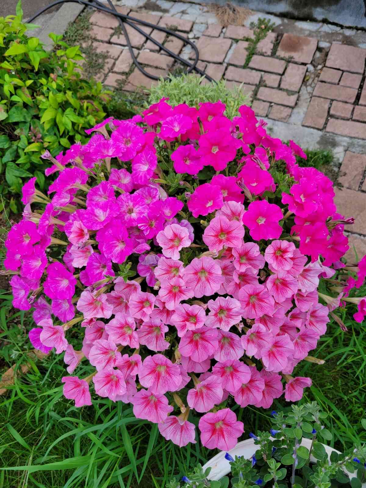 ペチュニア バカラiQ 種まき｜🍀GreenSnap（グリーンスナップ）